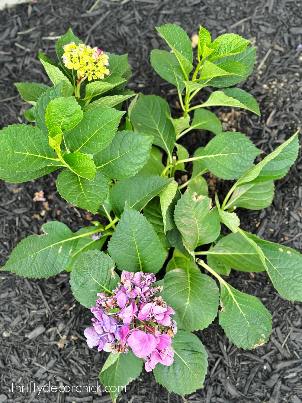 trimming scorched hydrangea